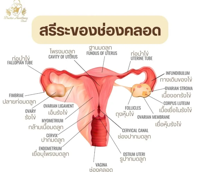 โครงสร้างและหน้าที่ของช่องคลอด