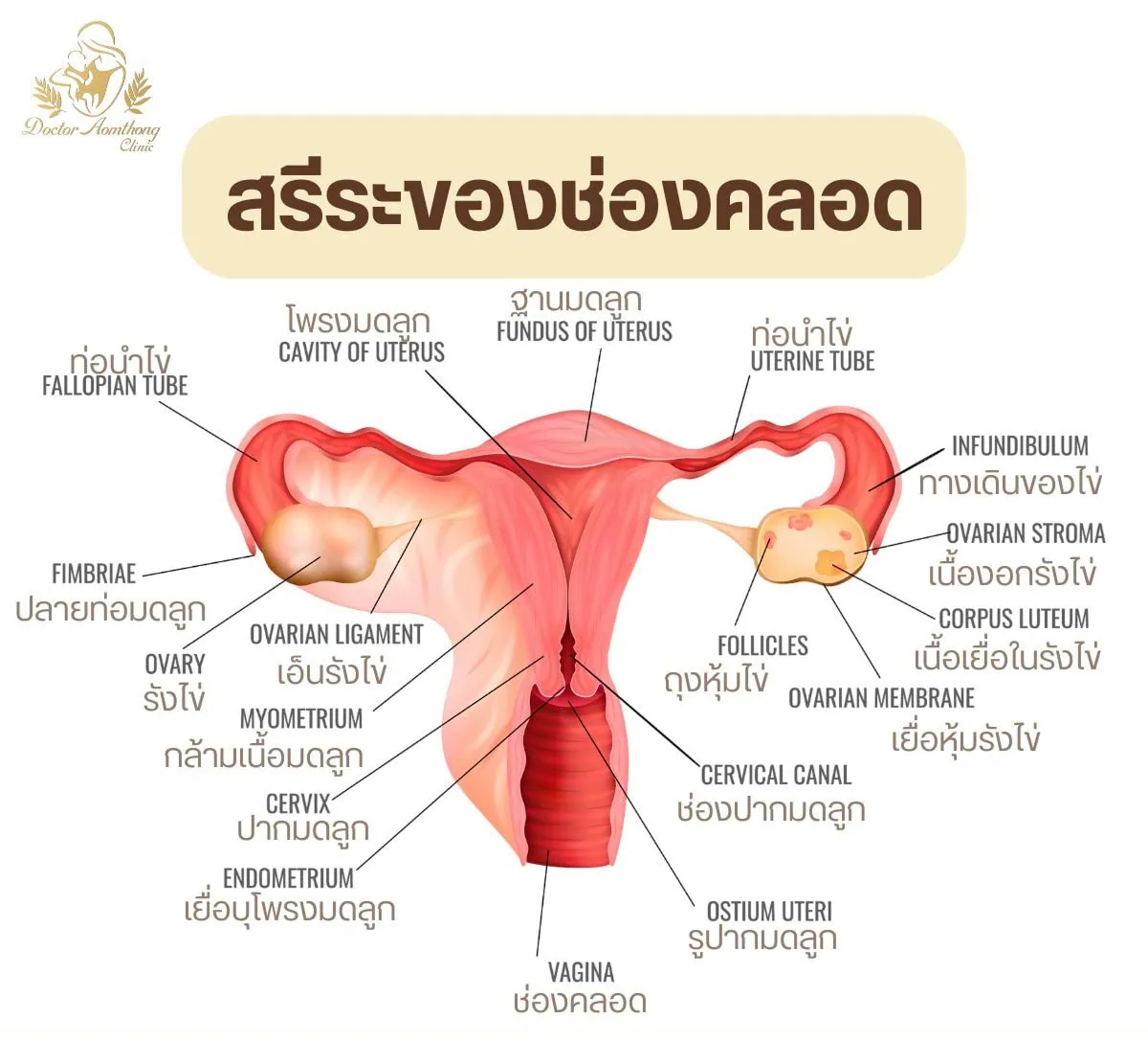 โครงสร้างและหน้าที่ของช่องคลอด